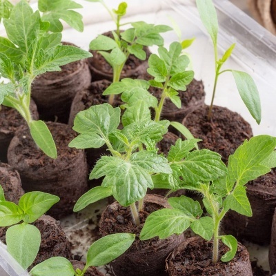 Plantas jovens em vasos de turfa numa bandeja de plástico