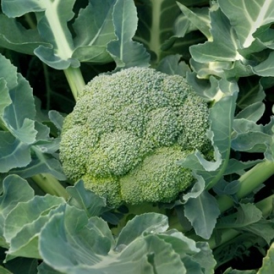 https://www.groho.es/product/semillas-brocoli