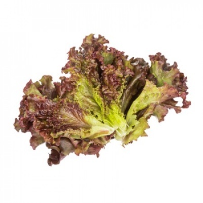 https://www.groho.es/product/lechuga-batavia-roja