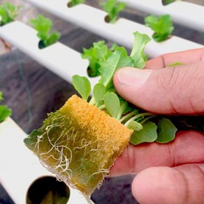 Planta com raízes em cubo de fibra num sistema hidropónico