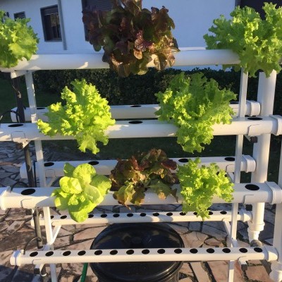 Hidroponia com várias alfaces a crescer em tubos PVC brancos ao ar livre.