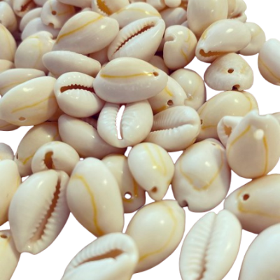 Conchas naturais creme com manchas amarelas e furos para artesanato