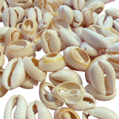 Conchas naturais cowrie creme e castanho claro num saco plástico