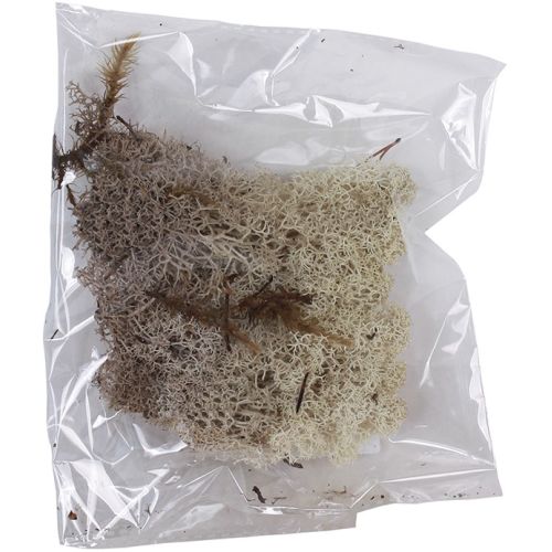 Musgo ou líquen cinza claro em saco plástico transparente