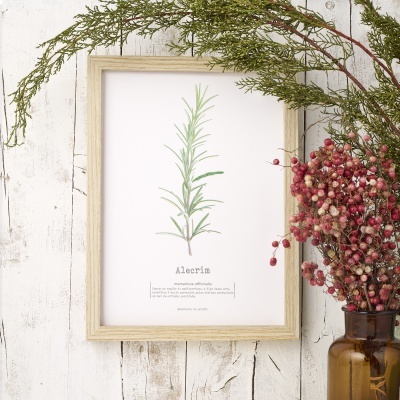 quadro com ilustração botânica de alecrim em moldura de madeira, pendurado em parede branca, com vaso castanho e ramo de bagas ao lado