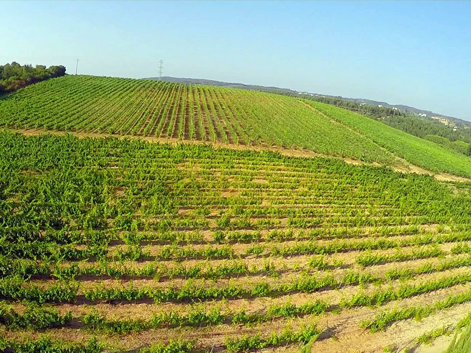 Vinhas Herdade dos Templ&aacute;rios