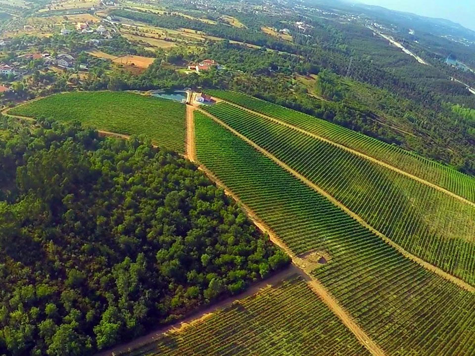 Vinhas Herdade dos Templ&aacute;rios