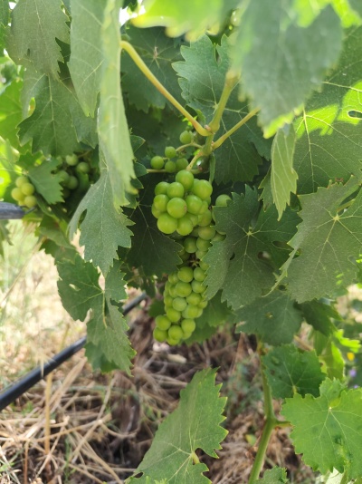 🍇🔅Em cada cacho e em cada fase , cultivamos memórias!🔅🍇