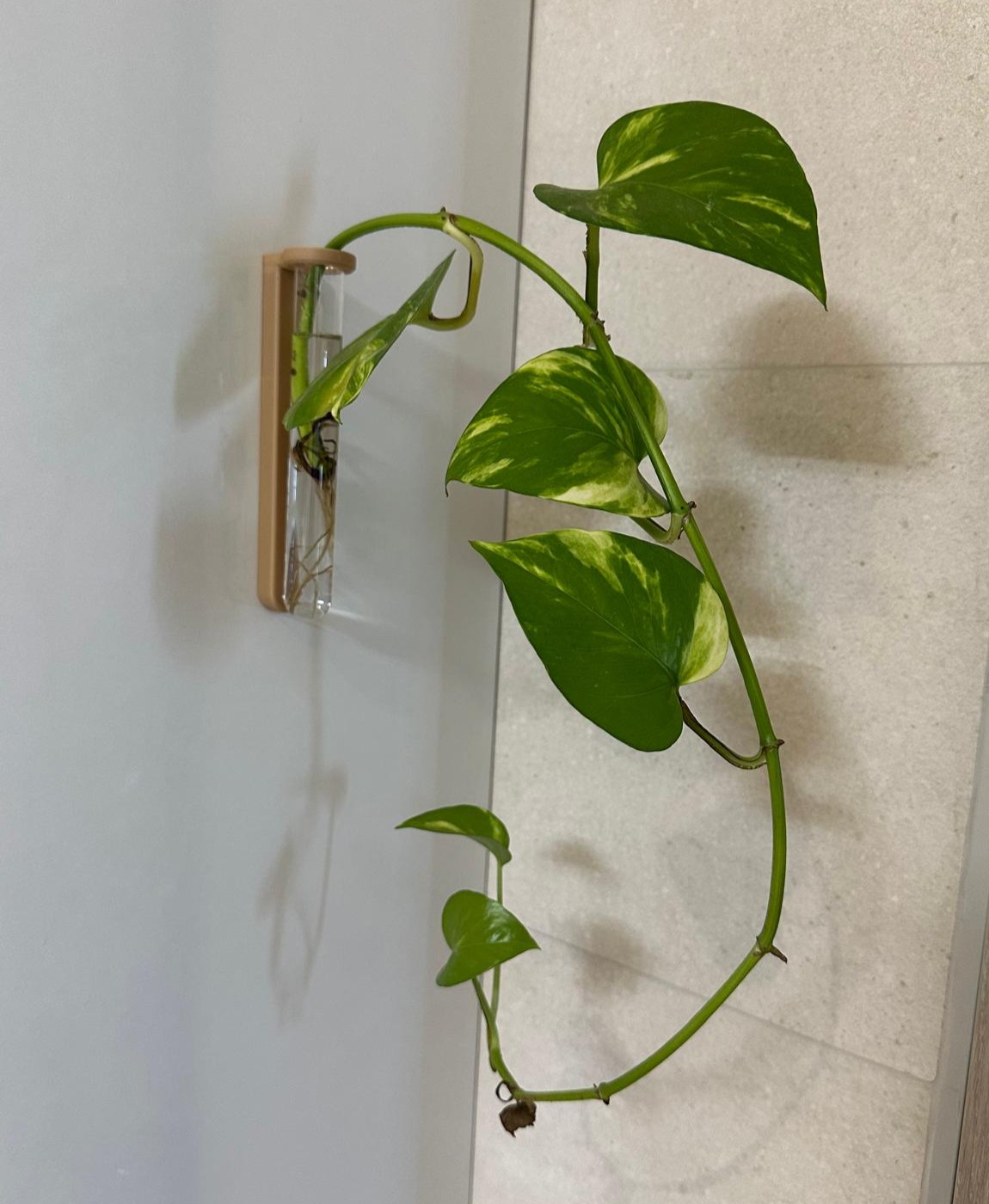 Planta em suporte de madeira com tubo de vidro fixada em parede branca