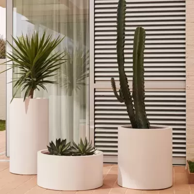 Três vasos brancos com plantas suculentas e cacto no terraço com parede branca e persiana