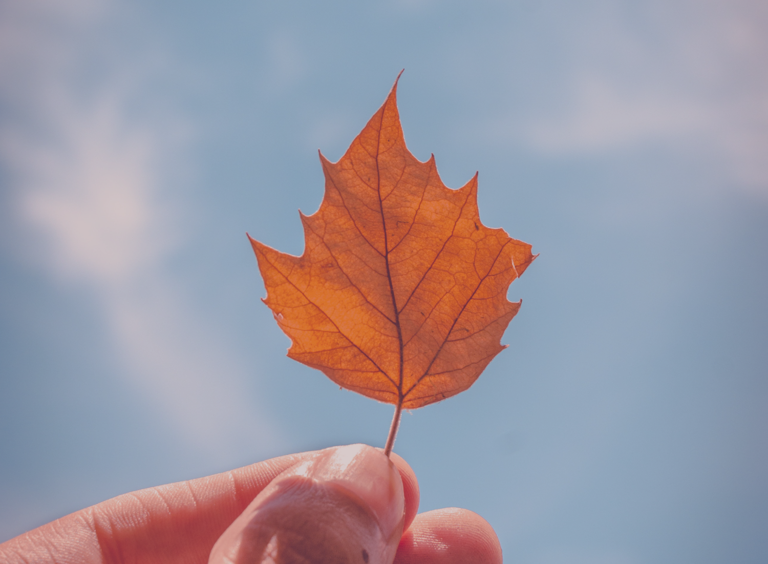 Folha castanha seca contra céu azul segurada por mão
