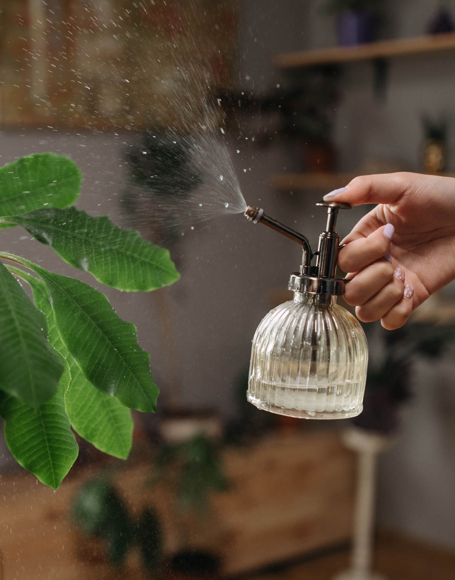 Regador de vidro transparente a pulverizar água numa planta verde em ambiente interior