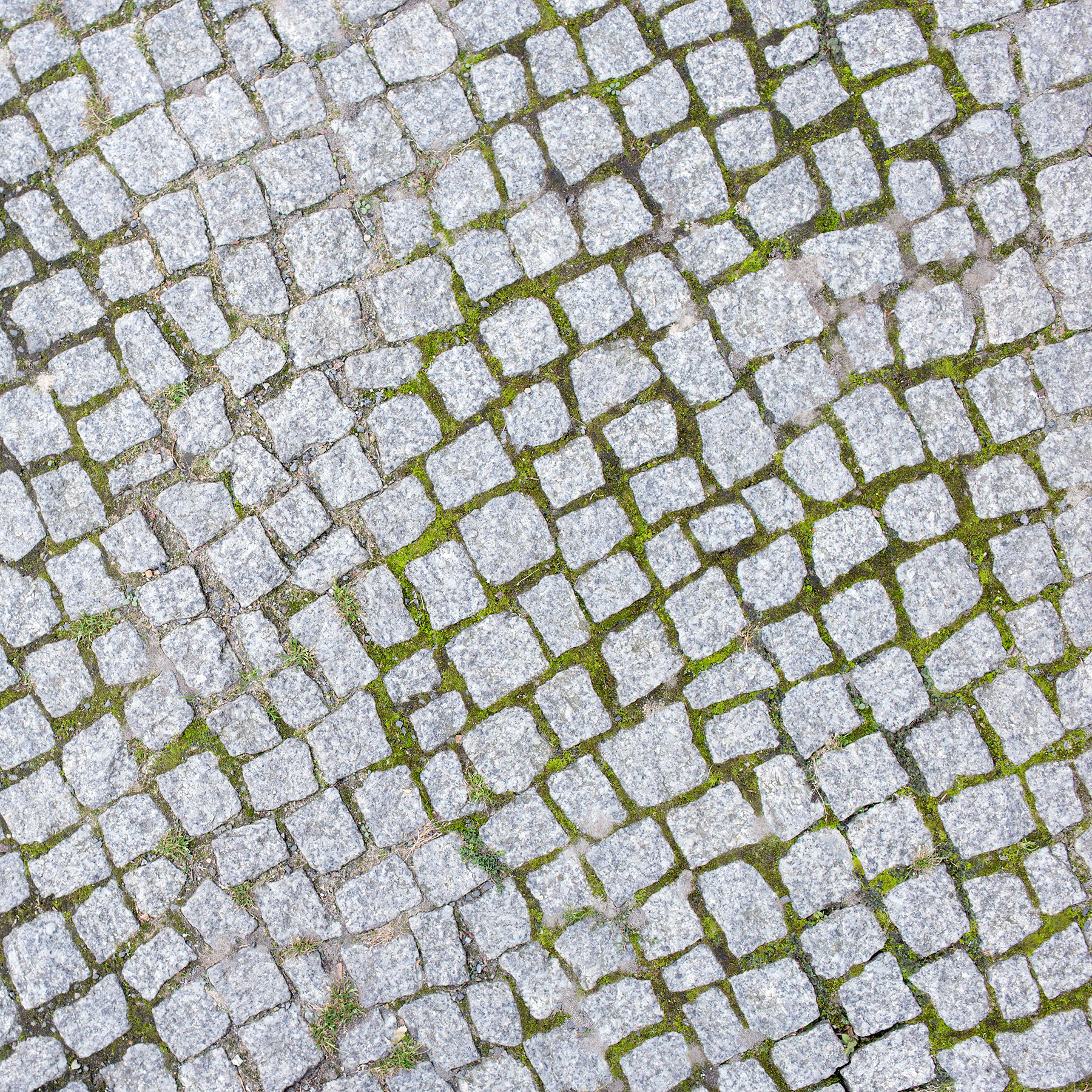 Limpeza e deservagem biológica - BIOSUPRA ORGANIC Pavimento em pedras irregulares cinza com musgo entre as juntas