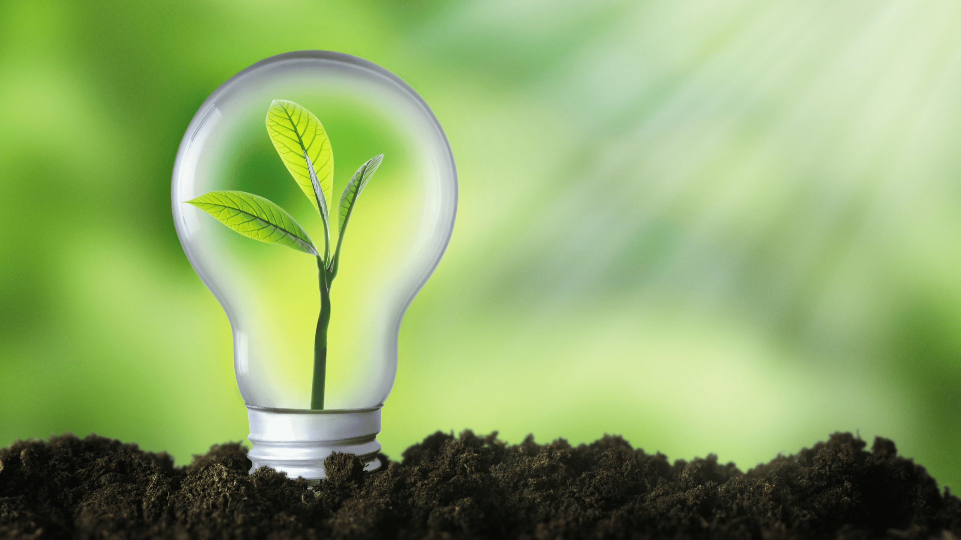 10 formas de praticar a sustentabilidade no dia-a-dia Lâmpada transparente com uma planta verde crescendo dentro, colocada sobre solo escuro com fundo verde desfocado