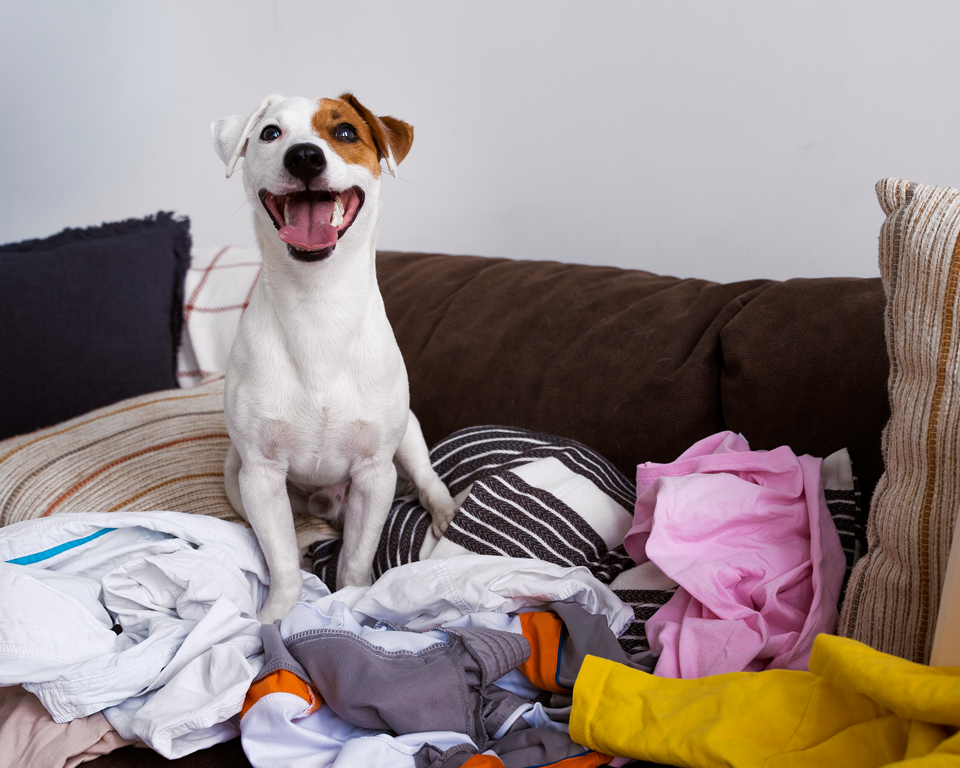 Detergente de Roupa Enzimático 3 em 1 para Nódoas e Odores Difíceis - BIOMACH PRO+PET Cão branco com mancha castanha sentado num sofá castanho rodeado de roupa desarrumada.