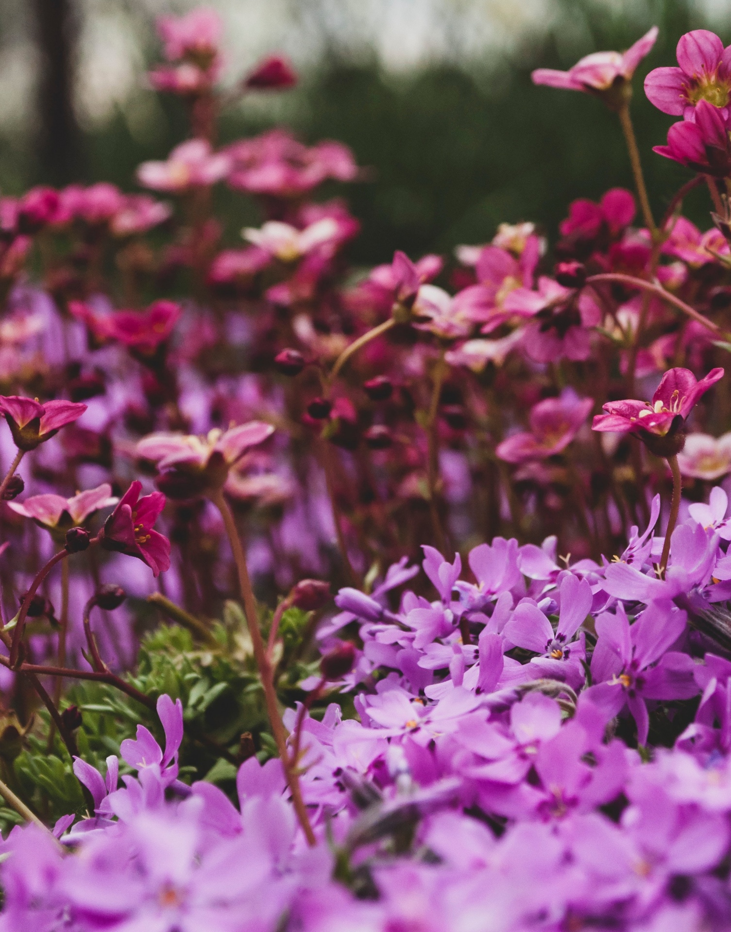 Flores cor de rosa e lilás num campo com folhas verdes e fundo desfocado