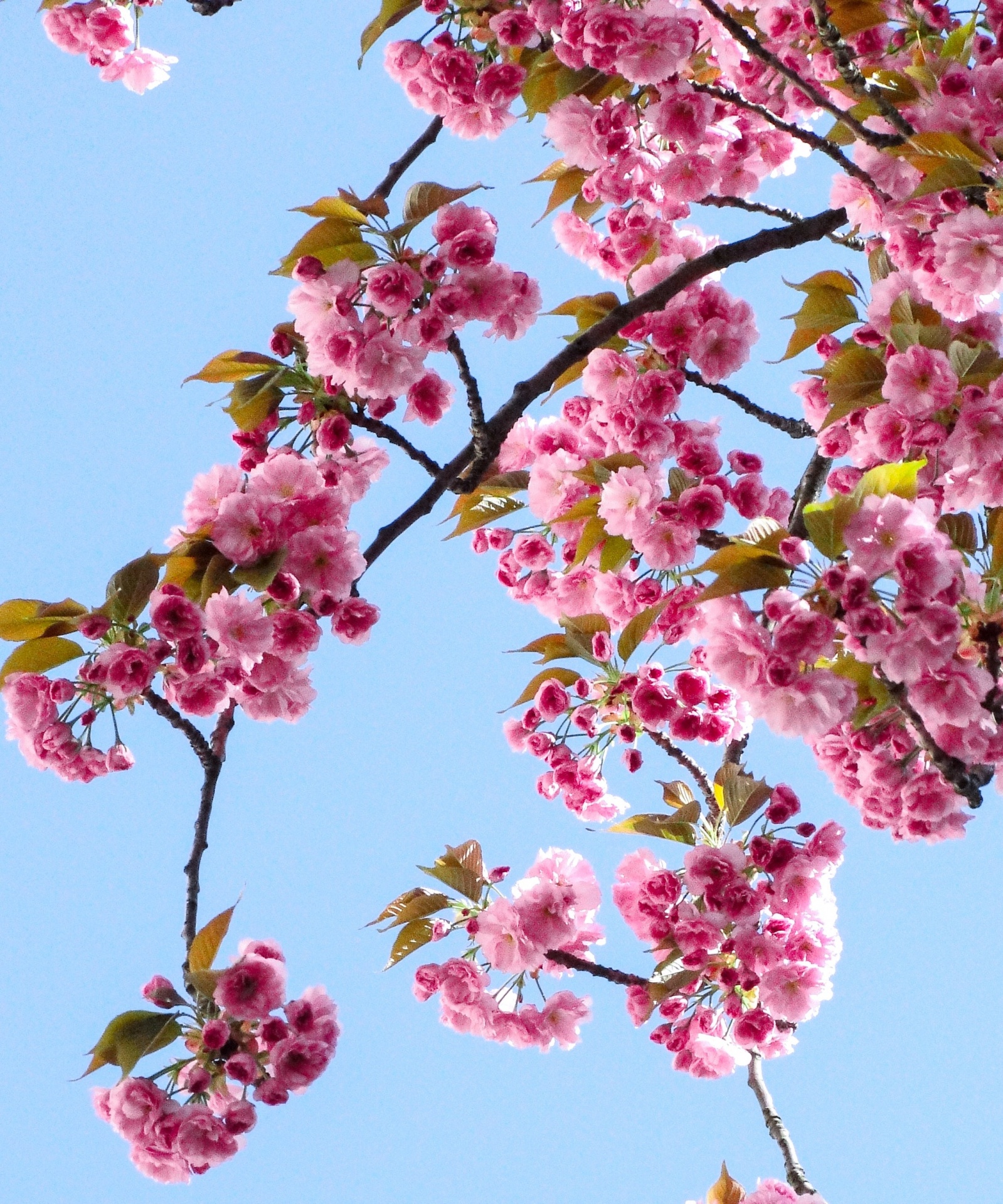 Checklist para a limpeza de Primavera Ramos de flores de cerejeira cor-de-rosa com folhas verdes em céu azul claro