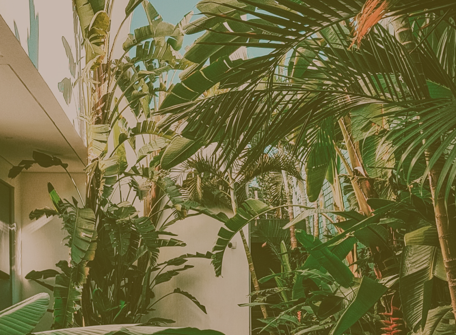 5 passos para limpeza de jardim e exteriores Jardim interior com plantas tropicais de folhas verdes junto a paredes claras