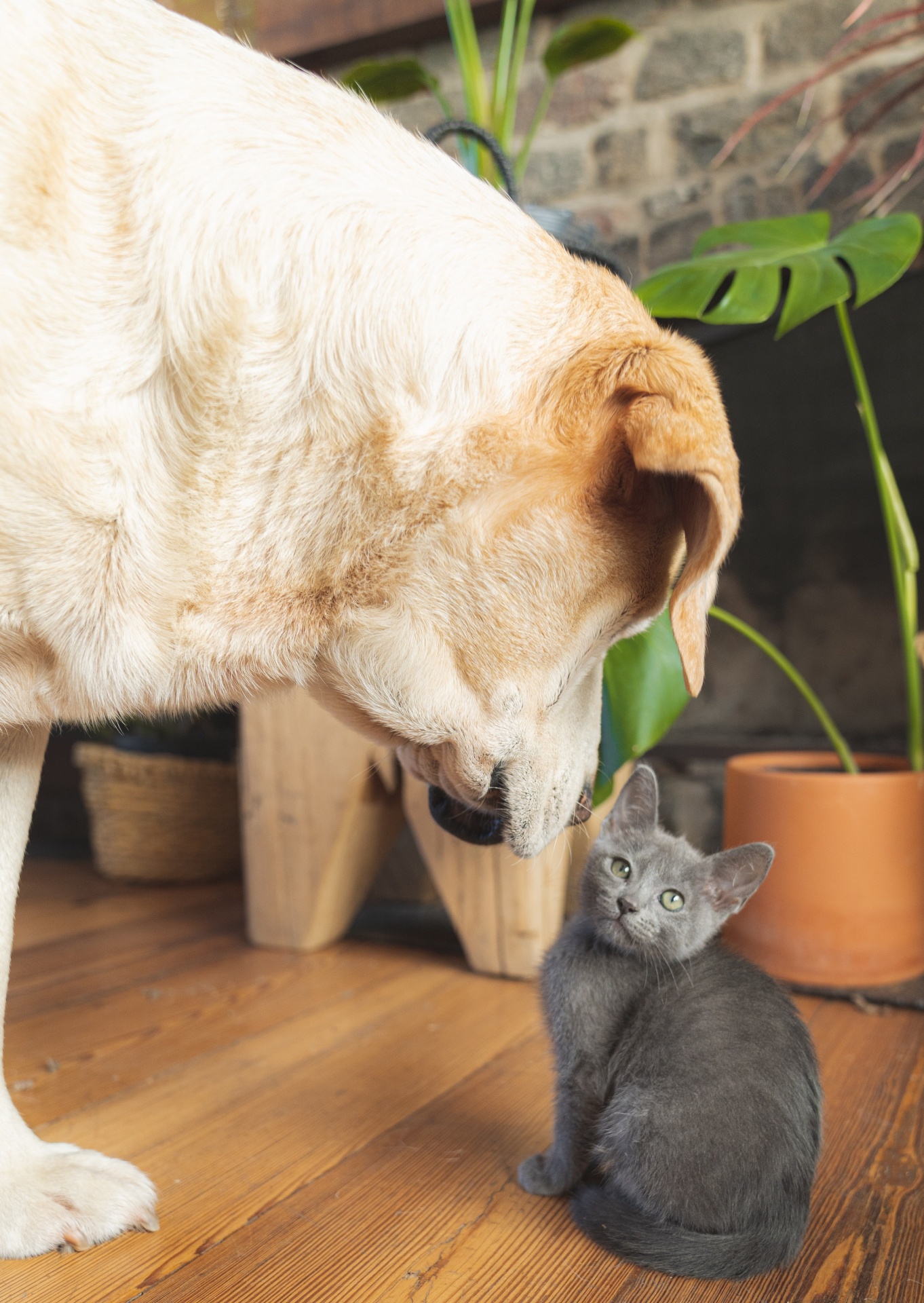 Cão amarelo claro e gatinho cinzento num chão de madeira junto a plantas em vasos