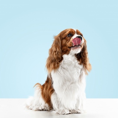 Cão Cavalier King Charles Spaniel branco e castanho sentado