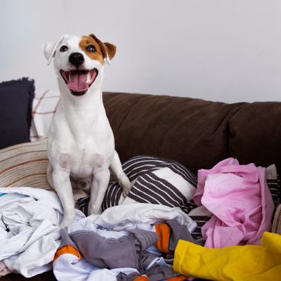 Cão branco com mancha castanha sentado num sofá castanho rodeado de roupa desarrumada.