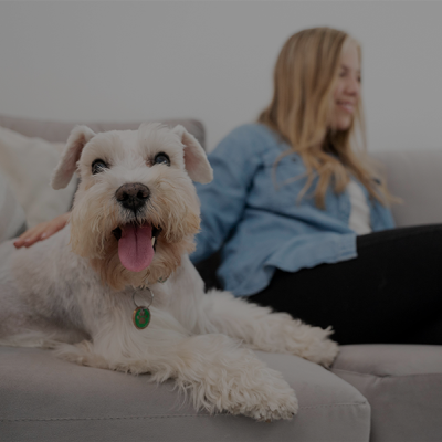 Cão branco deitado num sofá cinzento com mulher ao fundo segurando telemóvel
