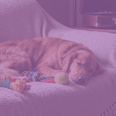 Cão castanho deitado em sofá com manta bege e brinquedos de cão coloridos