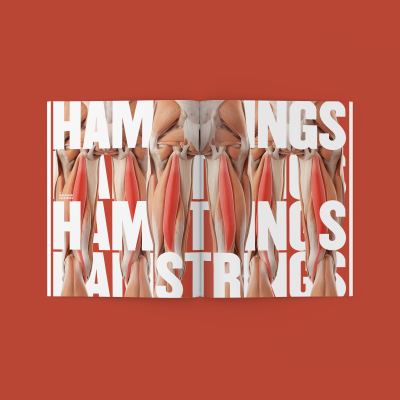 Livro aberto com ilustração anatómica dos músculos da perna e texto HAMSTRINGS