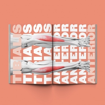 Livro aberto com imagens anatômicas de perna destacando o músculo tibial anterior e texto grande branco no fundo.