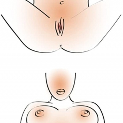 Desenho anatómico feminino da zona pélvica e mama