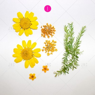 Flores e folhas secas variadas sobre fundo branco