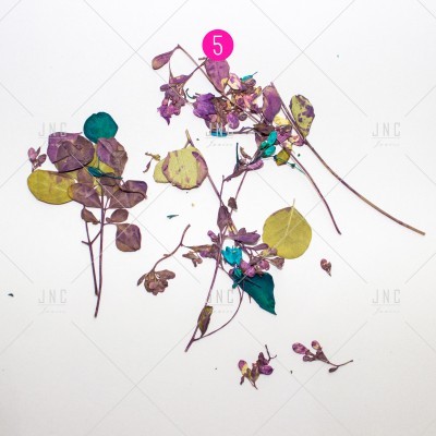 Ramos secos de folhagem variada com etiqueta rosa número 5 sobre fundo branco