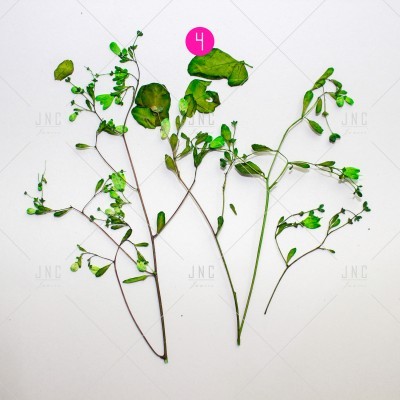 Três ramos com folhas verdes e amareladas sobre fundo branco