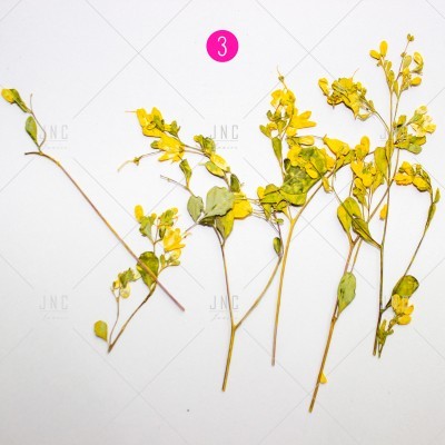 Cinco ramos secos de flores amarelas em fundo branco com círculo rosa e número 3.