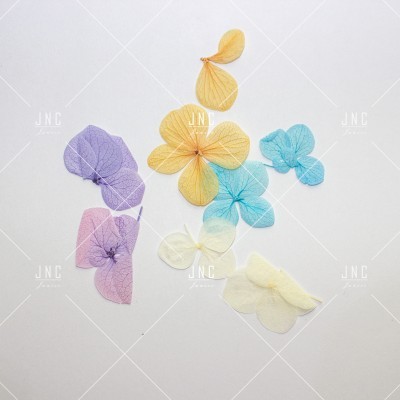 Pétalas secas coloridas em fundo branco