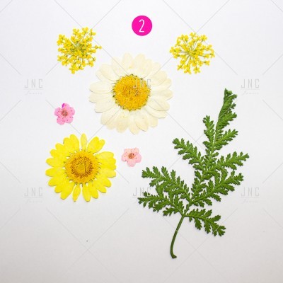 Flores secas coloridas e uma folha verde organizadas num fundo branco