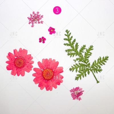Flores e folhas prensadas cor-de-rosa e verde, com número 3 em fundo branco.