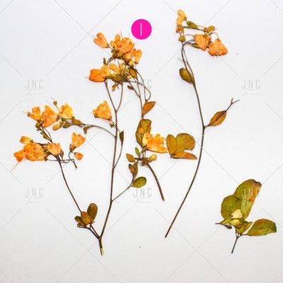 Ramos secos de flores laranja com folhas verdes e castanhas