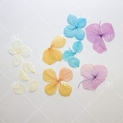 Pétalas secas coloridas dispostas sobre fundo branco