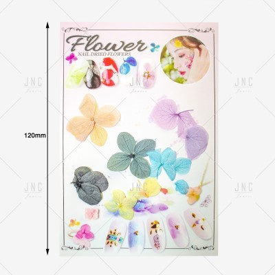 Cartela de flores secas coloridas para decoração de unhas