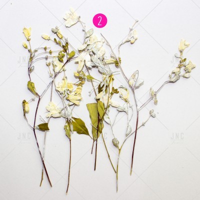 Ramos secos brancos e verdes com flores pequenas sobre fundo branco