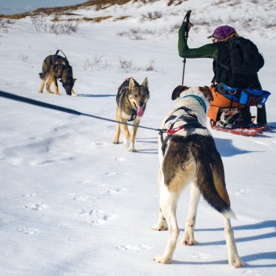 Arnês Non-stop Dogwear Nansen Nome 5.0