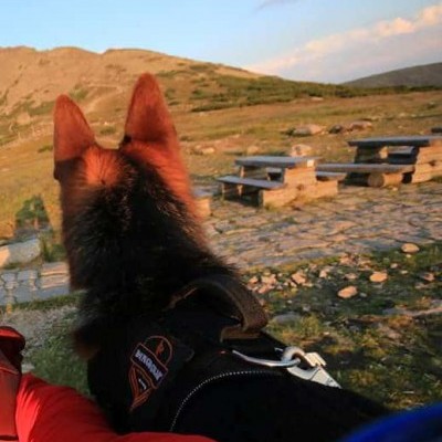 Arnês Marking DINGO GEAR