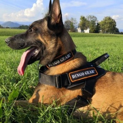 Arnês para cães SYSTEM COBRA DINGO GEAR