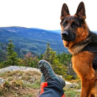 Arnês Marking DINGO GEAR