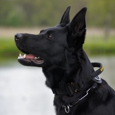 Coleira de polipropileno com pega COBRA DINGO GEAR