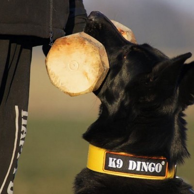 Halter de madeira para IPO, colada com Núcleo  de faia DINGO GEAR