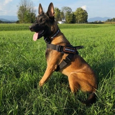 Arnês para cães SYSTEM COBRA DINGO GEAR