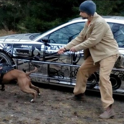 Arnês para cães  SYSTEM COBRA EXTREMO DINGO GEAR