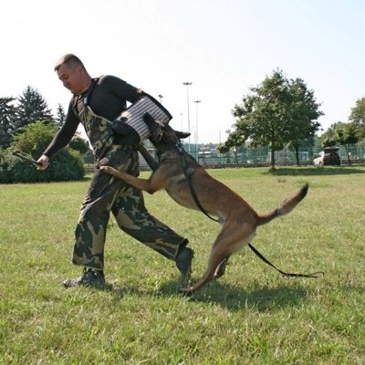 Manga de Treino BARRY em Jute DINGO GEAR